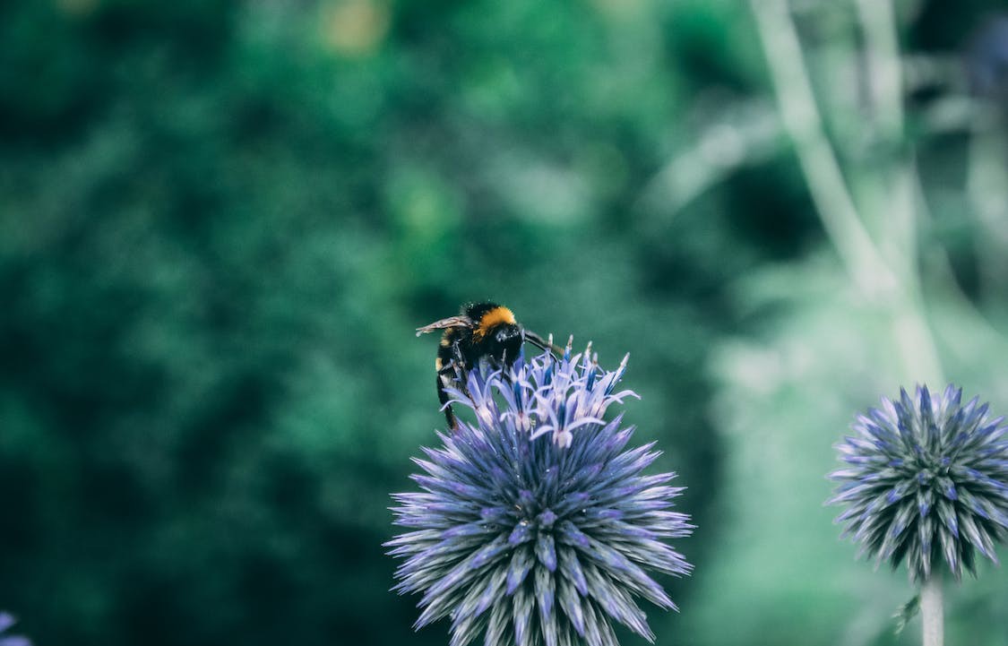 Bitkilerin Büyümesini ve Gelişimini Etkileyen Hormonlar