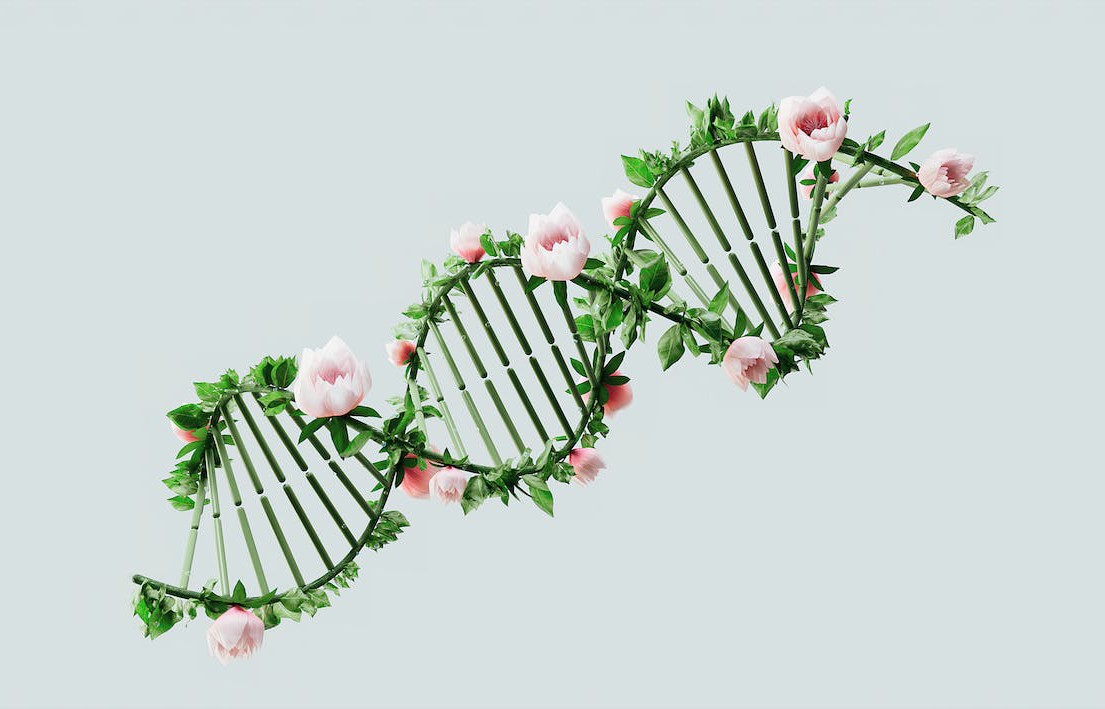 Genetik Mühendislik ile Geliştirilen Ürün: Insülin