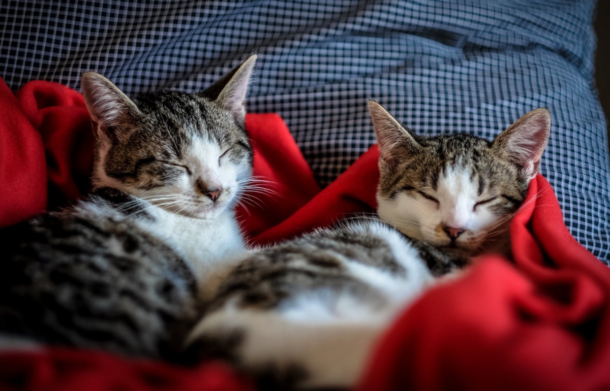 Kedi Maması Önerileriniz?